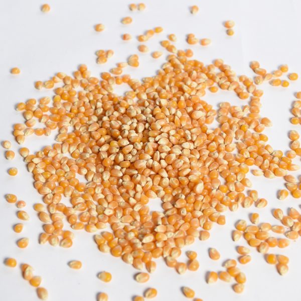 2 lb Bag Gold Popcorn Seeds - 12 Count - Image 3